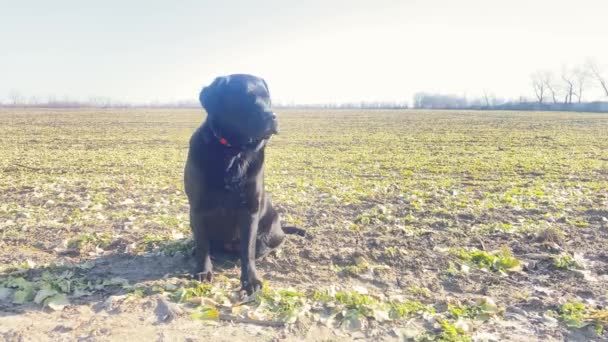 Young Black Dog Sits Field Portrait Labrador Retriever — Αρχείο Βίντεο