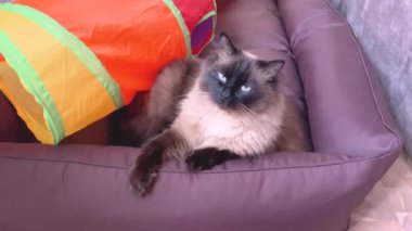 The cat is resting. Animal, pet. A cat of the Neva masquerade color point color is lying in a bed.