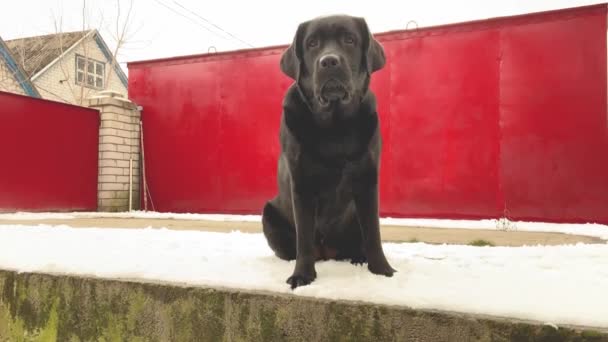 Labrador Sitter Och Står Växelvis Djuret Hunden Svart Porträtt Ett — Stockvideo