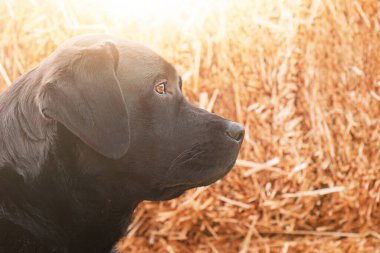 Genç bir köpeğin portresi. Labrador av köpeği samanların arkasında.