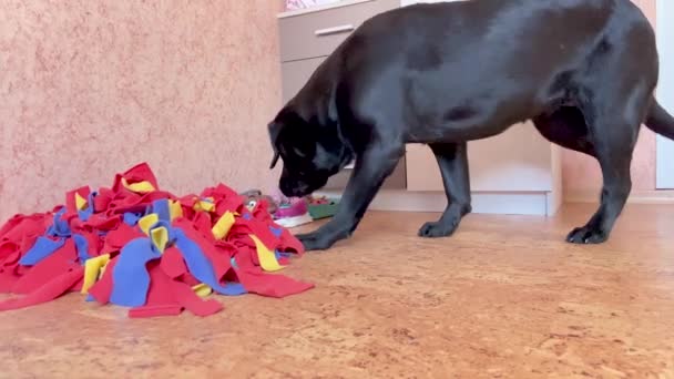 Young Black Dog Sniffs Looks Treats Search Game Labrador Retriever — Stok video