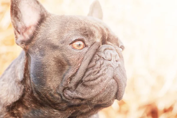 Portretul Unui Câine Tânăr Profilul Buldogului Francez Este Negru Brindle — Fotografie, imagine de stoc