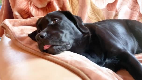 Kłamliwy Młody Pies Czarny Pies Myśliwski Labrador Leży Kanapie — Wideo stockowe