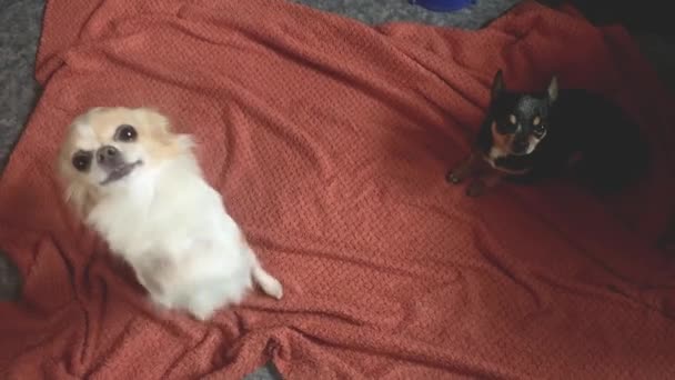 Две Собаки Белая Чихуахуа Просит Чёрная Чихуахуа Лежит Одеяле — стоковое видео