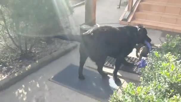 Hundar Två Hundar Labrador Retriever Och Fransk Bulldogg Leker Gården — Stockvideo