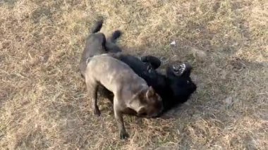 Labrador Retriever ve Fransız bulldog evin yakınındaki arazide. Bahçede iki köpek oynuyor..