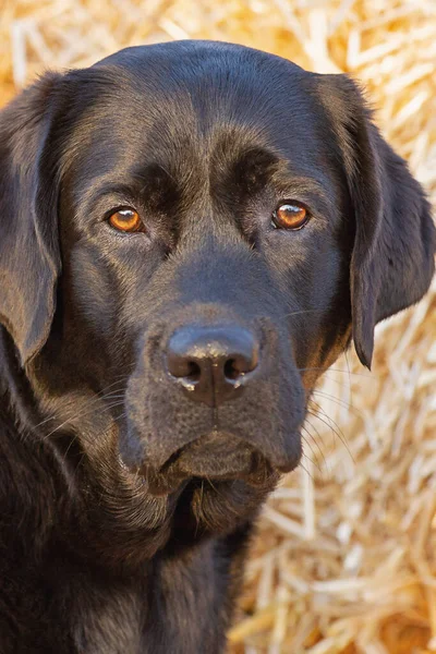 Porträtt Hund Bakgrund Djur Husdjur Ung Svart Labrador Retriever Närbild — Stockfoto