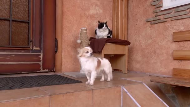 Egy Csivava Kutya Ház Bejáratánál Egy Macska Egy Macska Egy — Stock videók