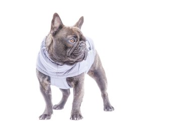 Evcil hayvan, köpek, hayvan portresi. Gri yelekli Fransız bulldog beyazı izole etmiş..