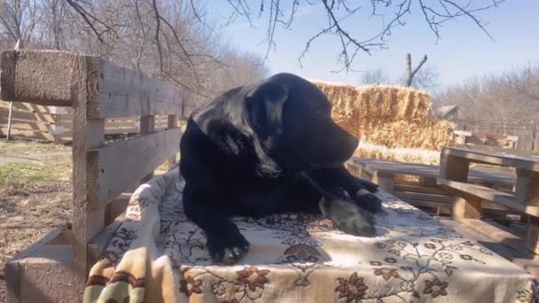 Güneşli Bir Günde Bir Köpek Dinlenir Bahçedeki Paletlerden Yapılmış Bir — Stok video