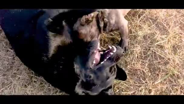 Cães Estão Brincar Bulldog Francês Cor Tigre Labrador Retriever Preto — Vídeo de Stock