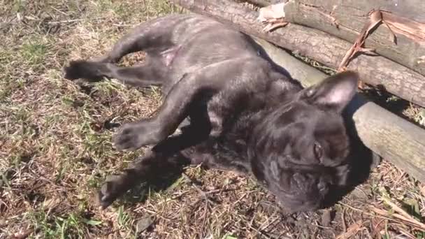 Fransk Bulldogg Som Solar Sig Fransk Bulldog Bakgrunden Naturen Gräs — Stockvideo