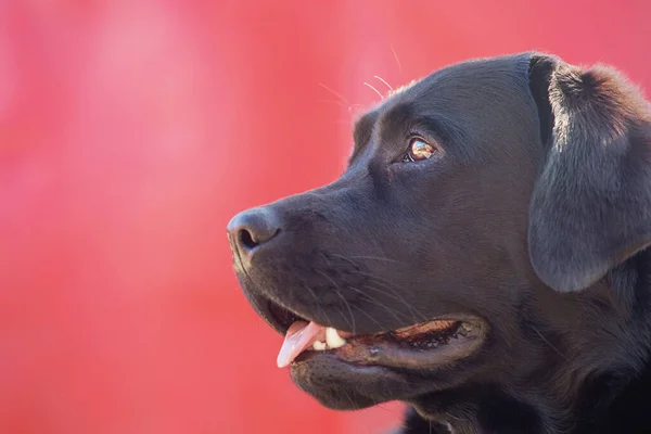 Profil Över Svart Labrador Djur Husdjur Hund Röd Bakgrund — Stockfoto