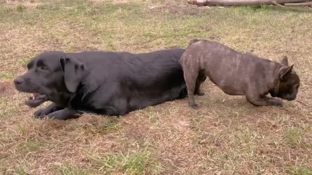 Labrador Retriever Nero Bulldog Francese Stanno Mangiando Sul Prato Due — Video Stock