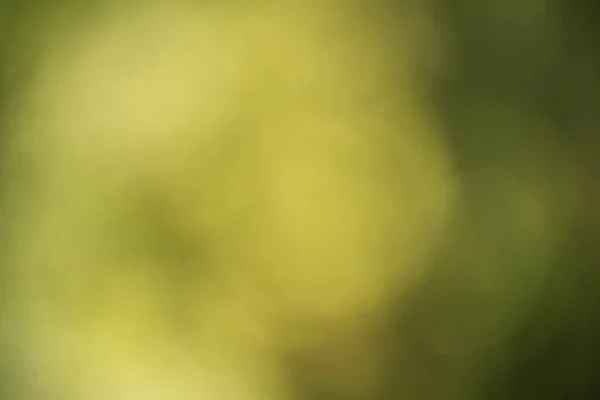 Натуральний Боке Розмитого Зеленого Листя Розфокусований Розмитий Зелений Природний Фон — стокове фото