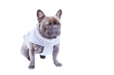 Gri yelekli bir köpek. Fransız bulldog 'u beyazı soyutladı.
