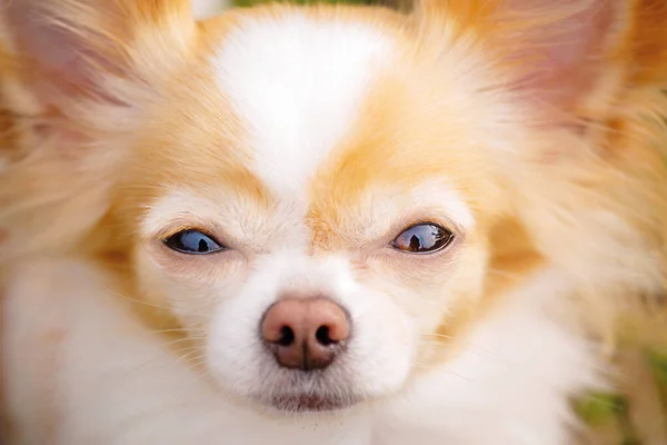 Evcil Hayvan Hayvan Şirin Bir Köpek Uzun Saçlı Bir Chihuahua — Stok fotoğraf