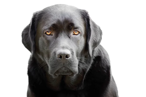 Porträtt Svart Labrador Retriever Isolera Vit Bakgrund Stor Hund Djur — Stockfoto