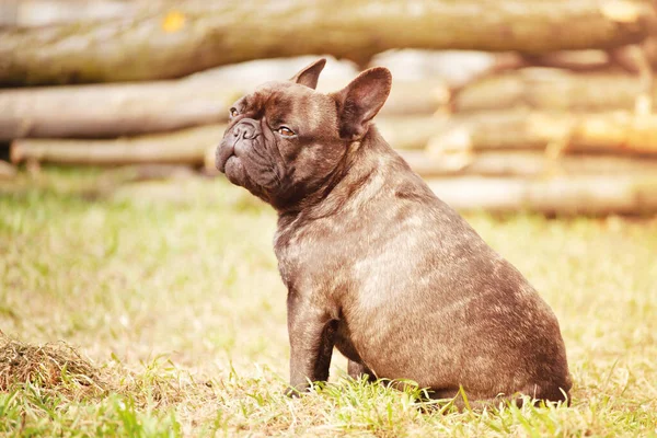 Buldogul Francez Stând Iarbă Animale Animale Companie Portretul Unui Câine — Fotografie, imagine de stoc