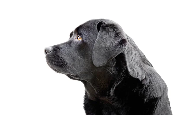 Portrait Young Labrador Dog Profile Labrador Retriever Isolate White Background — Stock Photo, Image