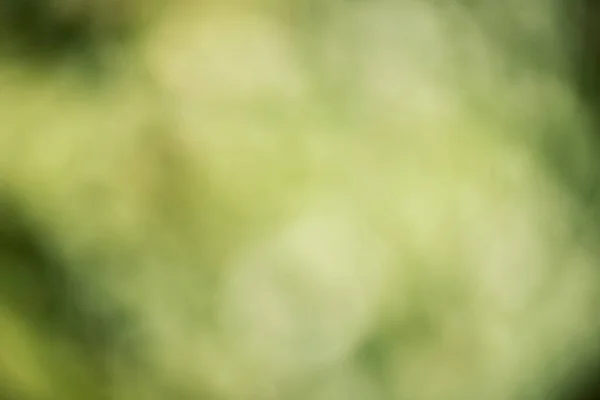 Дефокусований Зелений Фон Боке Розмитий Фон Зеленого Листя Тло Природне — стокове фото