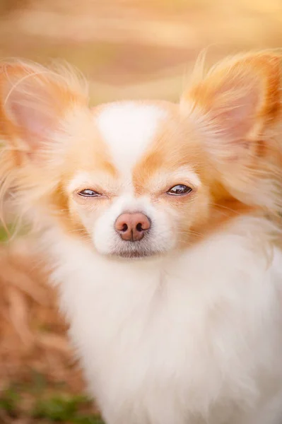 Ζώο Κατοικίδιο Πορτρέτο Ενός Λευκού Σκύλου Chihuahua Κόκκινο Χρώμα — Φωτογραφία Αρχείου