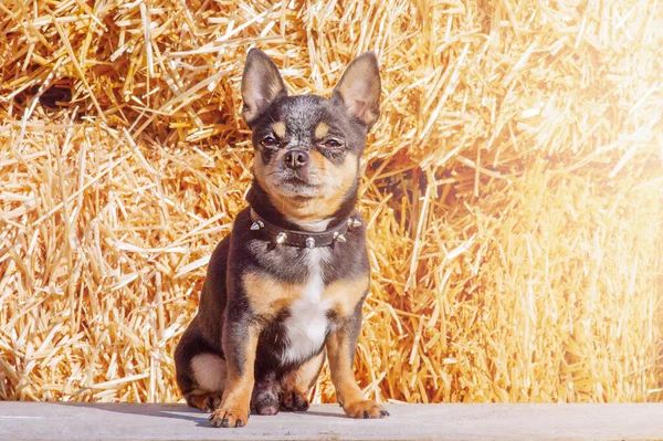 A small breed dog on a background of straw. A pet, an animal. Portrait of a tricolor chihuahua.