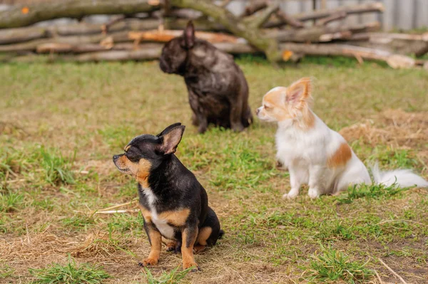 stock image Three dogs are sitting on the grass. A chihuahua and a french bulldog. Pets, animals.