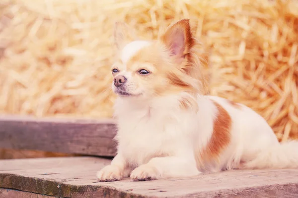 A small breed dog on a sunny day. A chihuahua lies on a wooden base on a straw background.