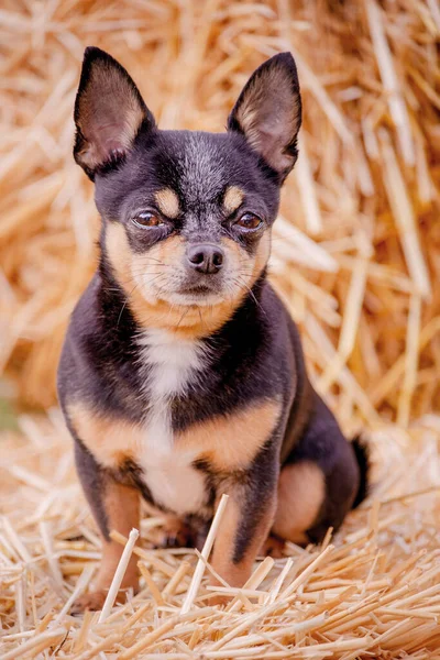 stock image Portrait of a pet. Chihuahua tricolor dog on a straw background.