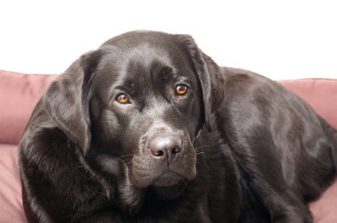 Siyah köpek bir beyazı izole eder. Labrador Retriever cinsinin bir köpeği köpekler için yatağında yatıyor..