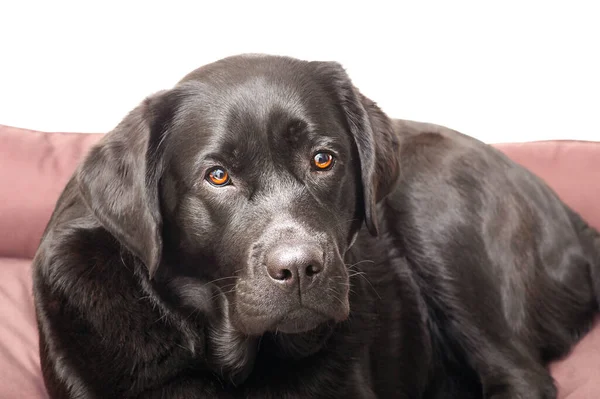 Svart Hund Isolat Vit Hund Labrador Retriever Rasen Ligger Sin — Stockfoto