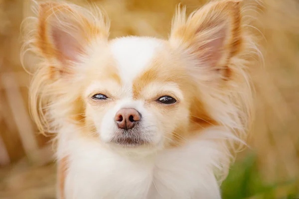 Hayvan Evcil Hayvan Küçük Bir Chihuahua Köpeğinin Yakın Plan Portresi — Stok fotoğraf