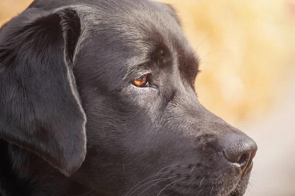 Svart Labrador Retriever Profil Över Svart Hund Solljus — Stockfoto