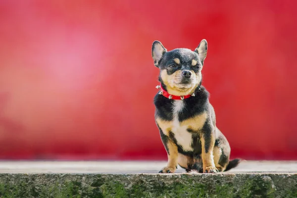Portrait of a purebred dog of a small breed. Chihuahua dog in a red collar on a red background.