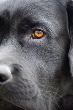 Siyah bir köpeğin makro fotoğrafı. Bir hayvan, bir hayvan. Labrador av köpeği..