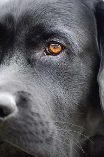 Makrofoto Svart Hund Ett Husdjur Ett Djur Labrador Retriever Hund — Stockfoto