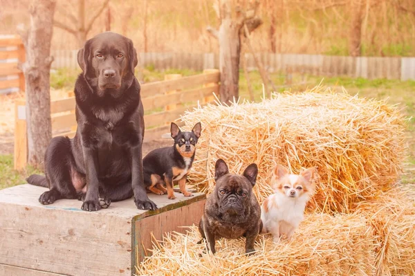 Labrador Retriever Bulldog Prancis Dan Dua Chihuahua Empat Anjing Hari — Stok Foto
