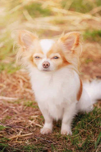 Cão Chihuahua Branco Com Cor Vermelha Dia Ensolarado Animal Animal — Fotografia de Stock