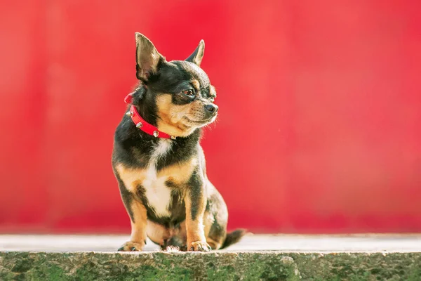 Profile of a dog in a collar. Chihuahua tricolor on a red background.