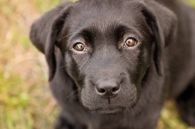 Hayvan, evcil hayvan. Yeşil çimenlerin üzerinde siyah bir labrador köpeği..