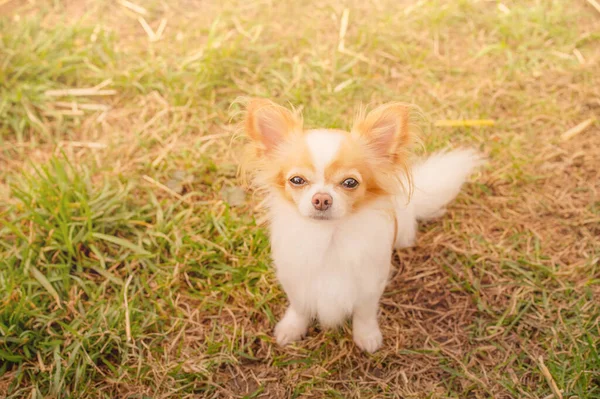 Chihuahua Długowłosy Biały Czerwonym Kolorze Mały Pies Rasy Siedzi Trawie — Zdjęcie stockowe
