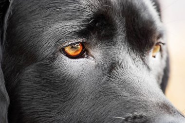 Bir köpeğin bakışı. Kara labrador av köpeği gözleri. Hayvan, tatlım..