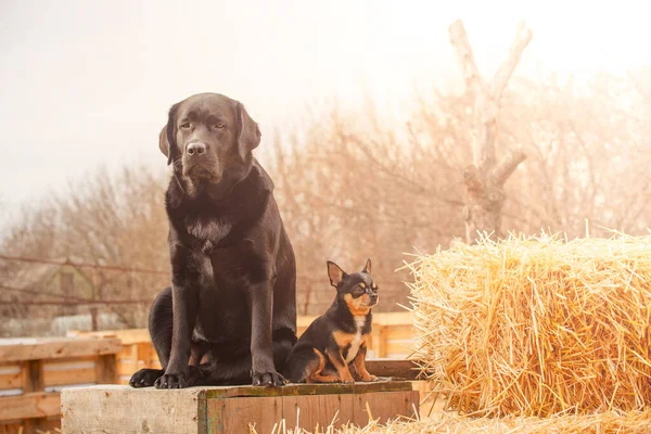 Labrador Hitam Retriever Dan Chihuahua Tricolor Dua Anjing Duduk Atas — Stok Foto