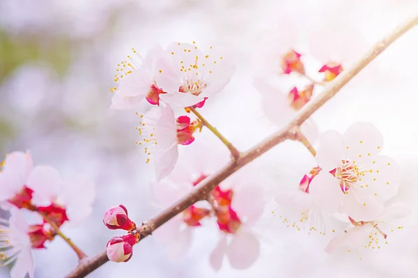 Branco Com Flores Cor Rosa Galho Árvore Floração Árvores Primavera Imagens De Bancos De Imagens Sem Royalties