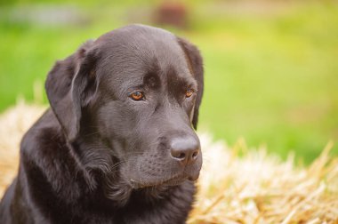 Bir köpek, hayvan, hayvan portresi. Siyah labrador Retriever saman ve yeşil çimen arka planda.