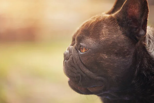 Profilul Unui Câine Din Rasa Buldog Franceză Negru Culoare Brindle — Fotografie, imagine de stoc