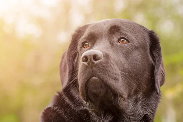 Svart Labrador Retriever Grön Bakgrund Hundporträtt Mjukt Fokus Ögonen Ett — Stockfoto