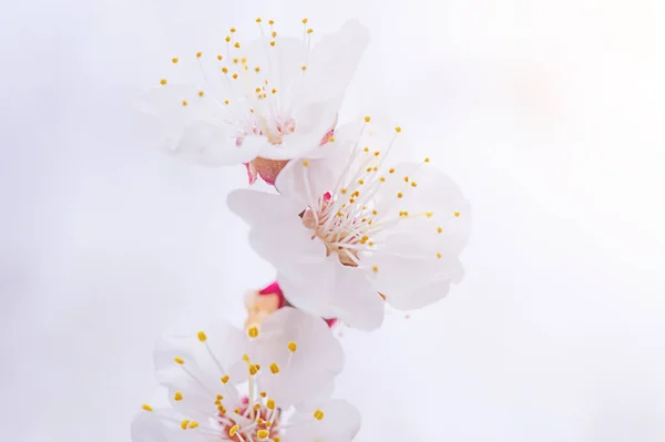 Natureza Primavera Primavera Fundo Foco Suave Árvore Floresce Com Flores — Fotografia de Stock