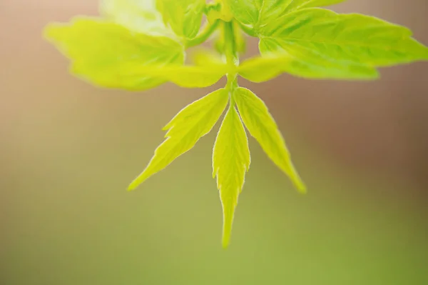 New Leaves Green Brown Bokeh Blurred Background Young Green Leaves — Stock Photo, Image